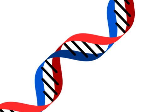 DNA产前亲子鉴定